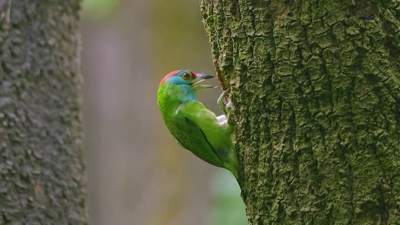 QXX蓝喉拟啄木鸟夫妇轮流用鸟喙在乔木树干啄木营巢视频下载