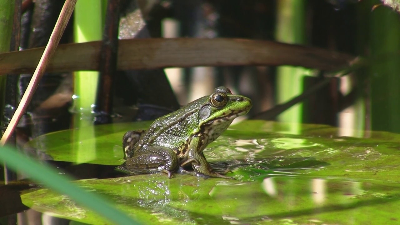 一只青蛙坐在一片大绿叶上。睡莲叶子在平静的水中。然后跳开池塘。背景是芦苇。视频下载