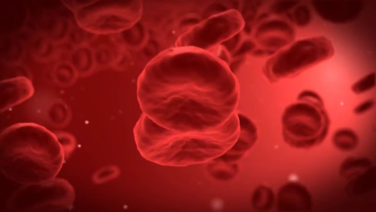 前面有一个红细胞的人血细胞视频下载