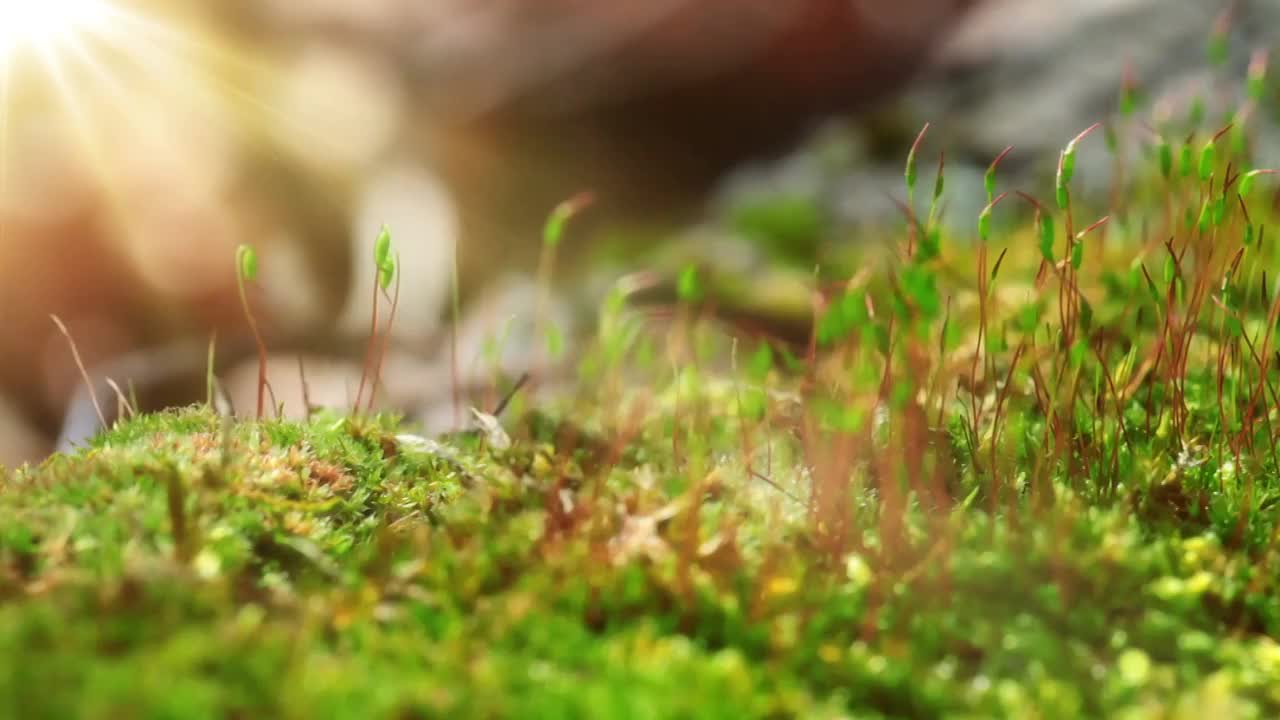 春天的苔藓最酸。使用电动滑块进行高清拍摄。视频下载