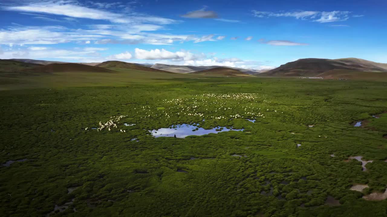 阿里地区高原草场上的羊群视频下载