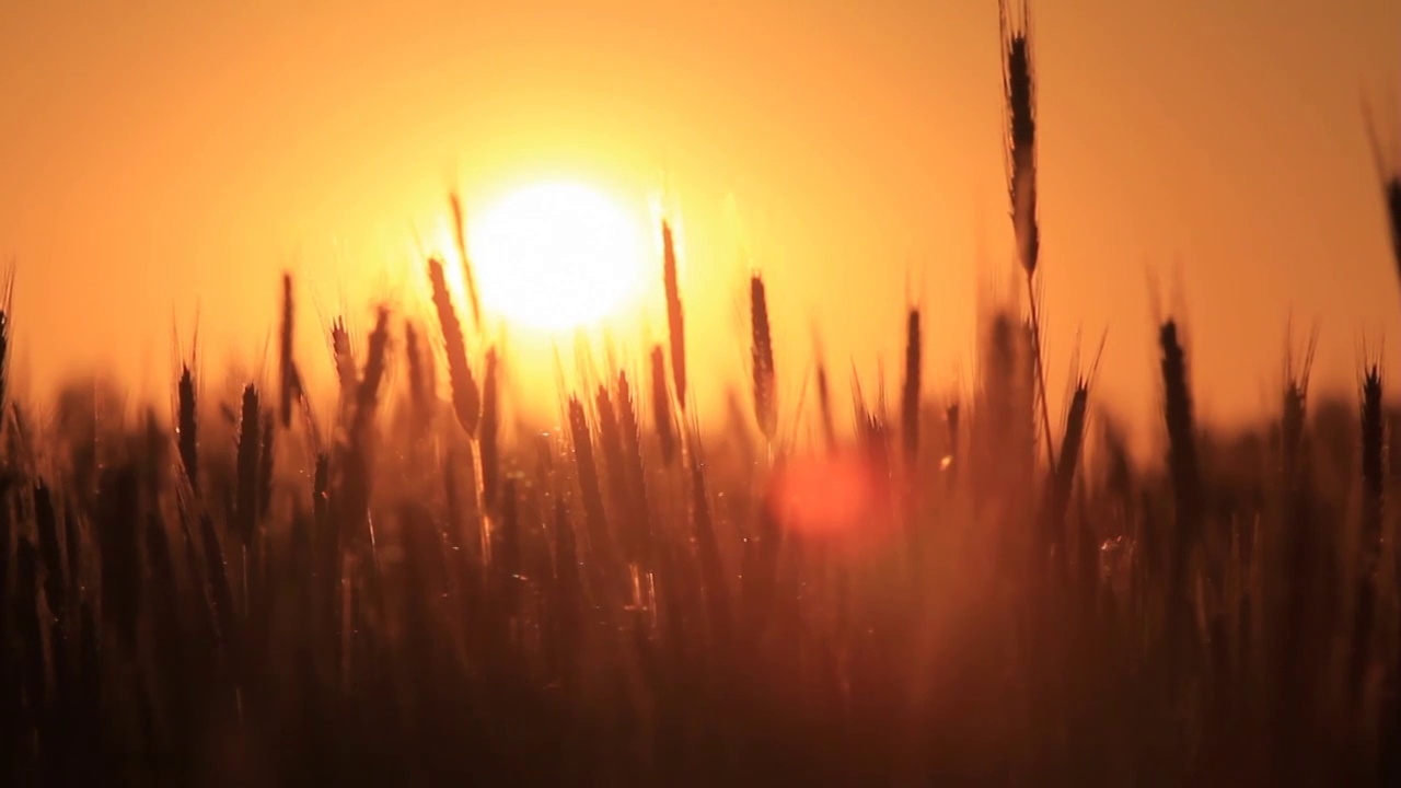 黎明的小麦。使用电动滑块进行高清拍摄。视频下载