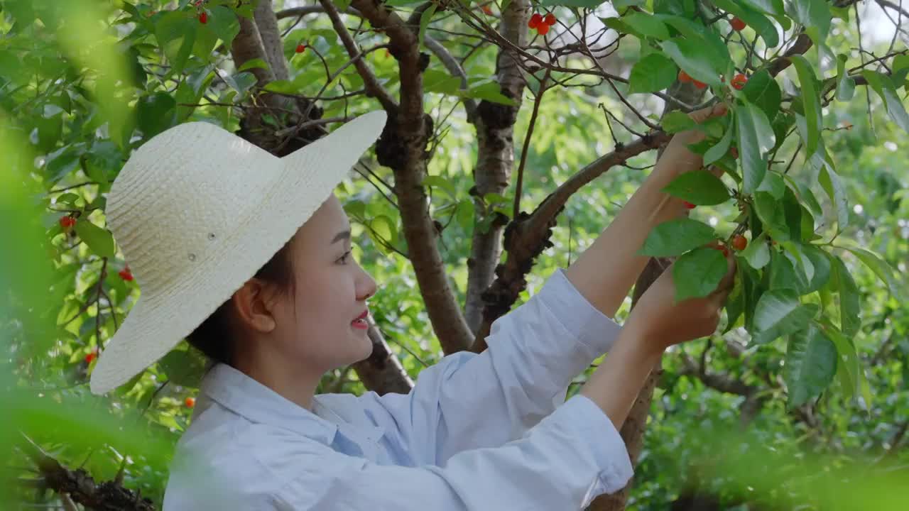 水果种植基地果园大丰收采摘樱桃（合集）视频下载