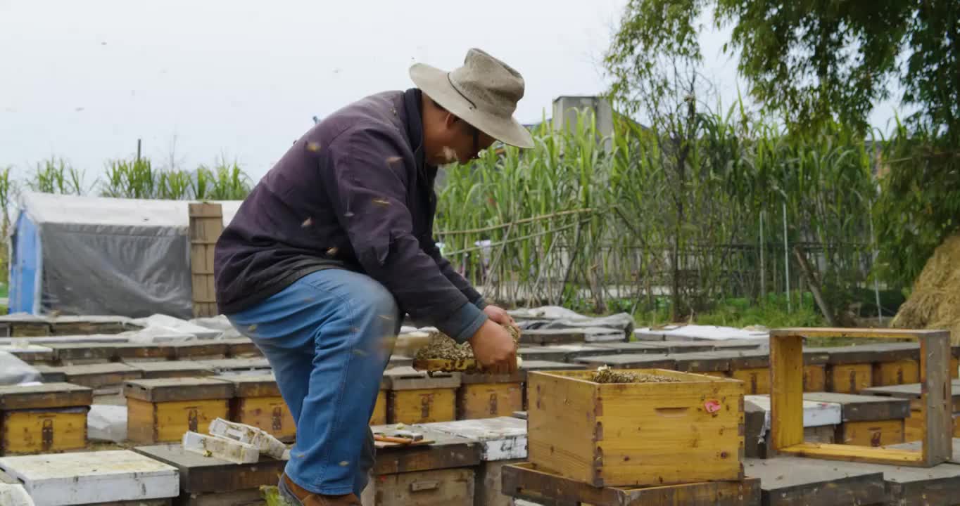 养蜂场里忙碌的蜂农老人视频下载