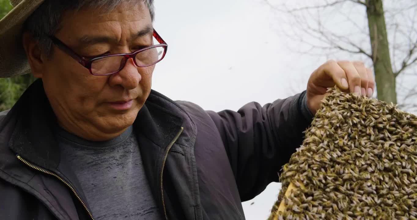 养蜂农老人在检查蜜蜂情况视频下载