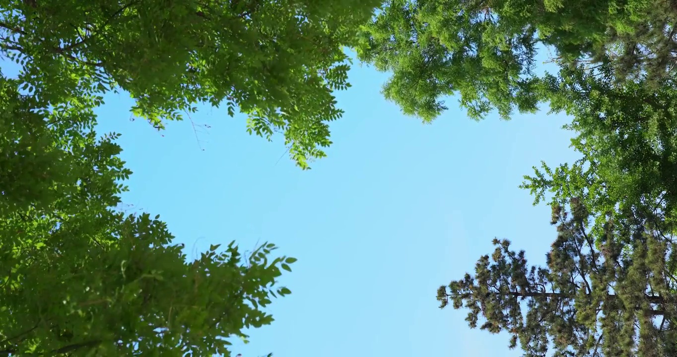宁静的树林湛蓝的天空微风宁静安详惬意随风摆动树叶园林天空清新氛围春天夏天蓝天绿叶唯美园林户外自然美视频下载
