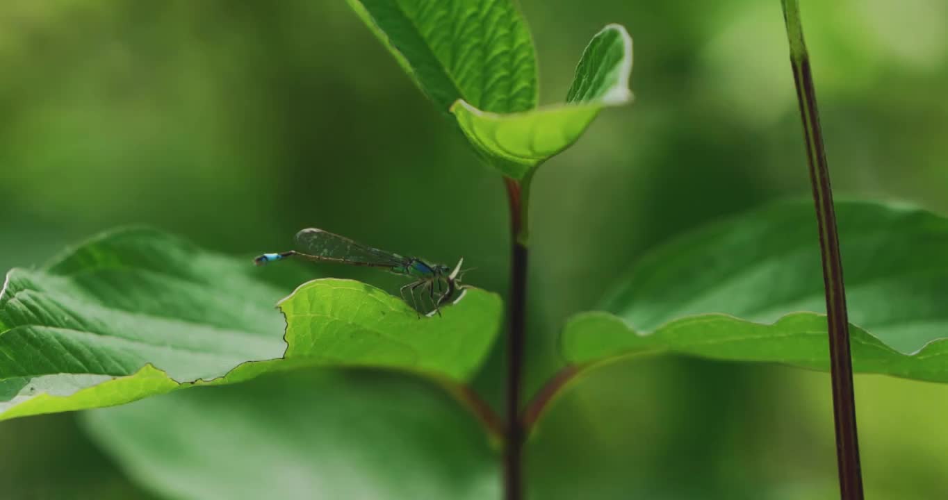 蜻蜓幼崽觅食慢镜头微距翅膀两翼昆虫食物链生态视频下载