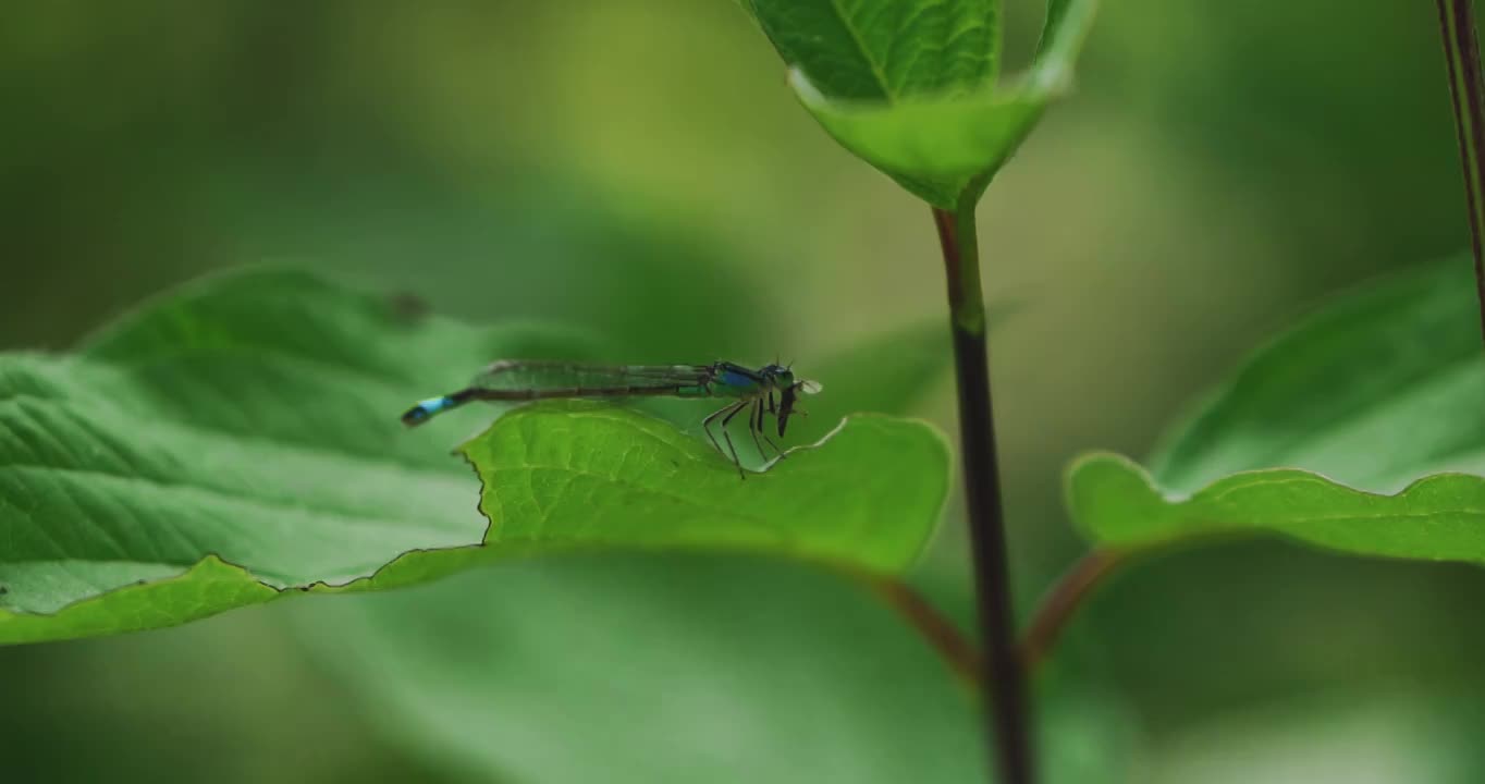 蜻蜓幼崽觅食慢镜头微距翅膀两翼昆虫食物链生态视频下载
