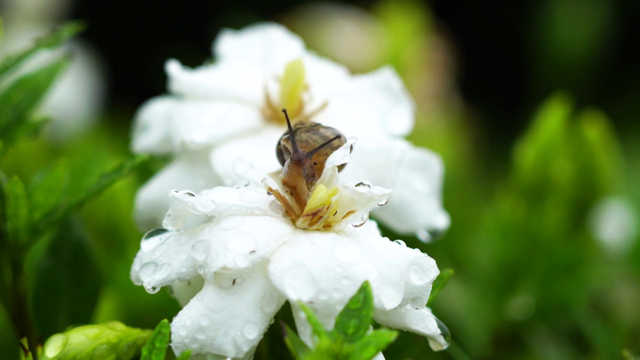 蜗牛悠闲缓慢的在栀子花花朵上爬行视频下载