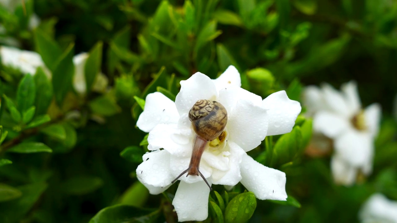 雨水中蜗牛悠闲缓慢的在栀子花花朵上爬行视频下载