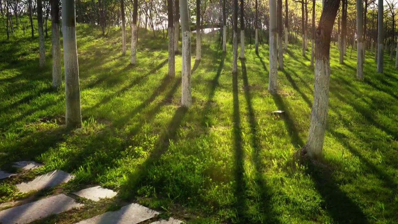 阳光穿过树林光影变化延时视频素材
