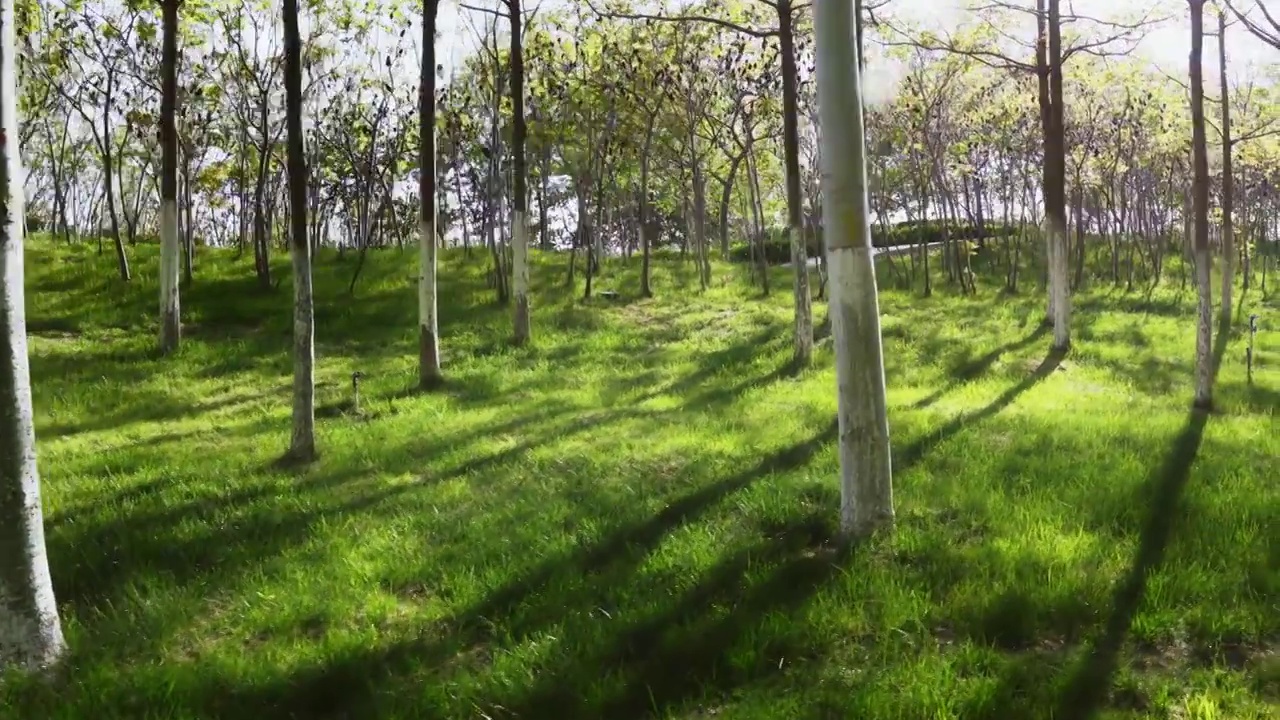 阳光穿过树林光影变化延时视频素材