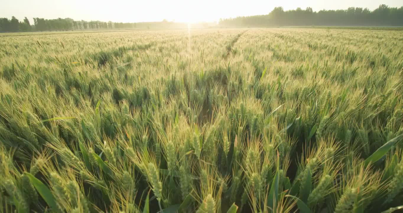 芒种麦田收割小麦视频下载