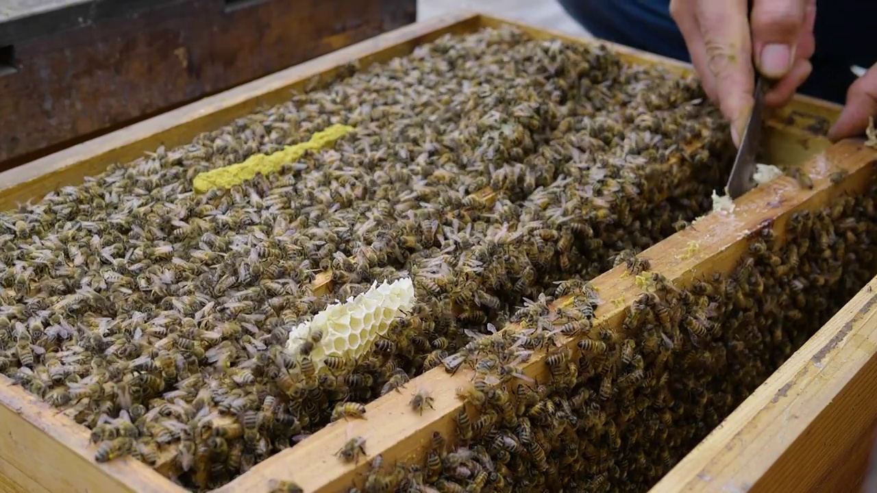 养蜂场里密密麻麻的蜜蜂视频下载