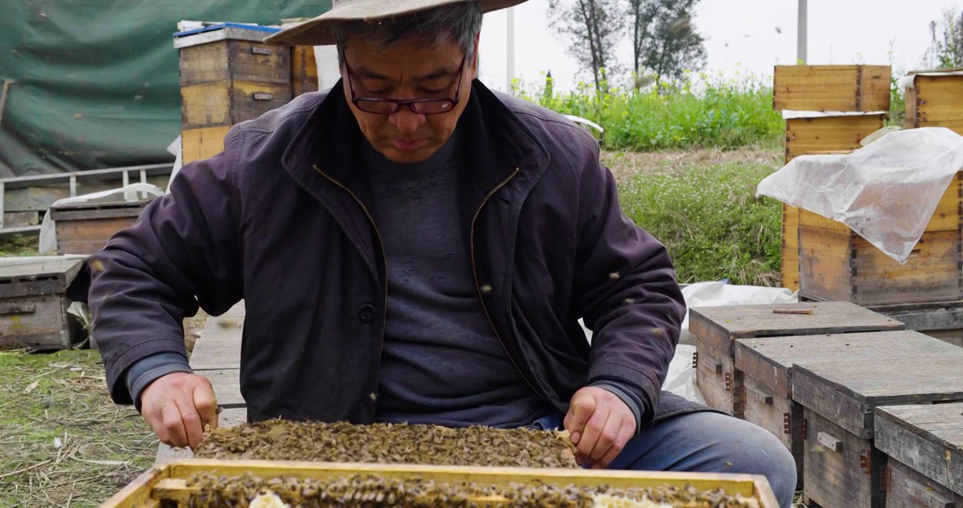 养蜂场里忙碌的蜂农老人视频素材
