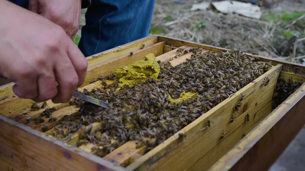 养蜂场里忙碌的蜂农老人视频素材