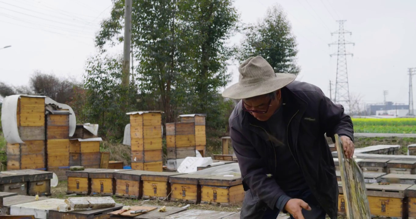 养蜂场里忙碌的蜂农老人视频下载