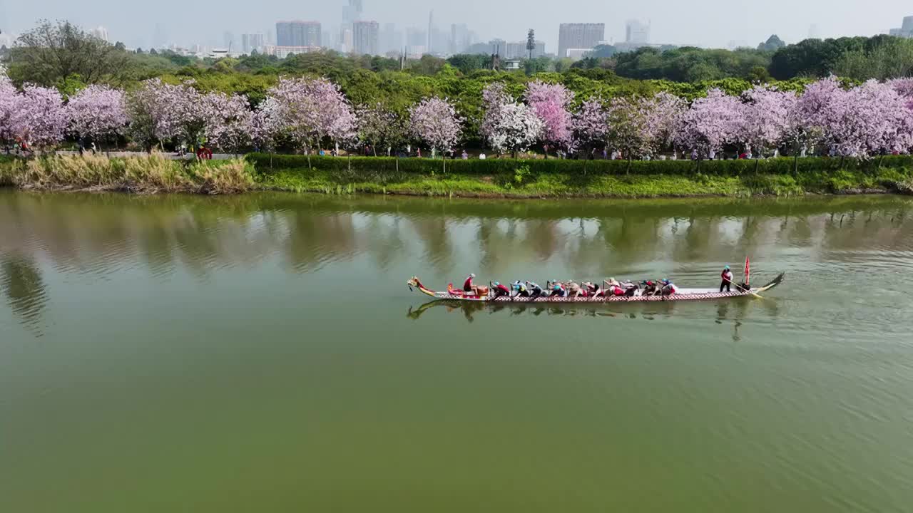 一条龙舟在广州珠江湿地的河流里训练视频下载