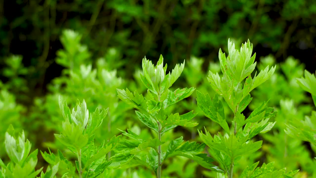 雨中绿色的艾草，新鲜嫩绿的艾叶视频下载