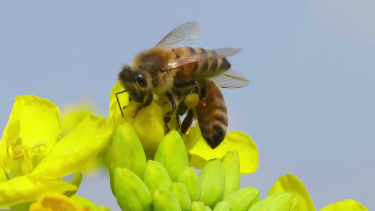 春天蜜蜂在油菜花山采蜜特写慢镜头视频下载