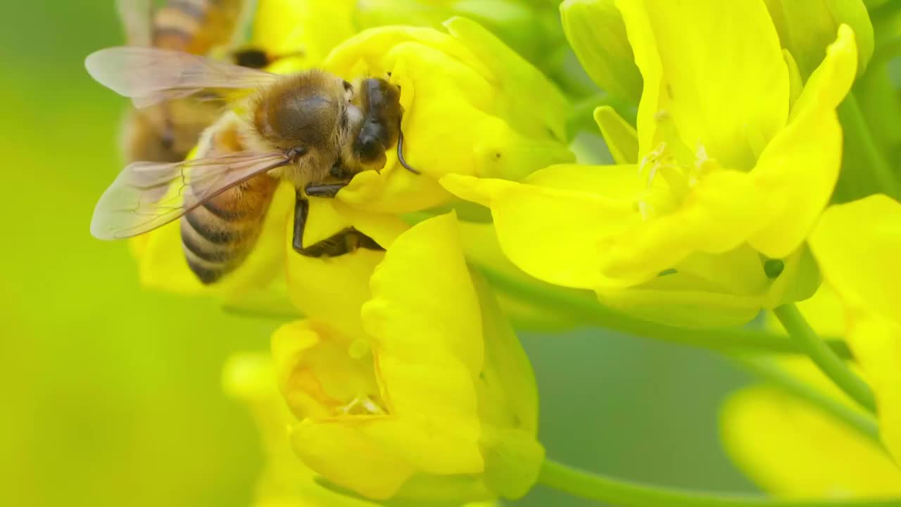 春天蜜蜂在油菜花山采蜜特写慢镜头视频下载