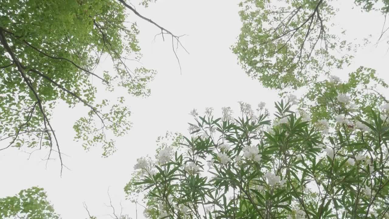 夏天盛开的白色夹竹桃花视频下载