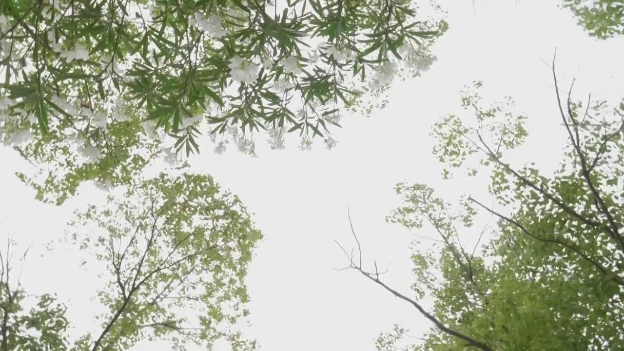 夏天盛开的白色夹竹桃花视频下载