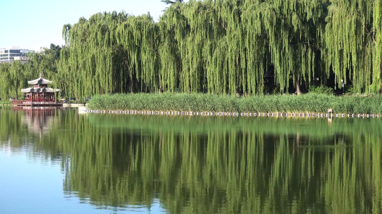 北京陶然亭公园夏日清晨小景视频素材