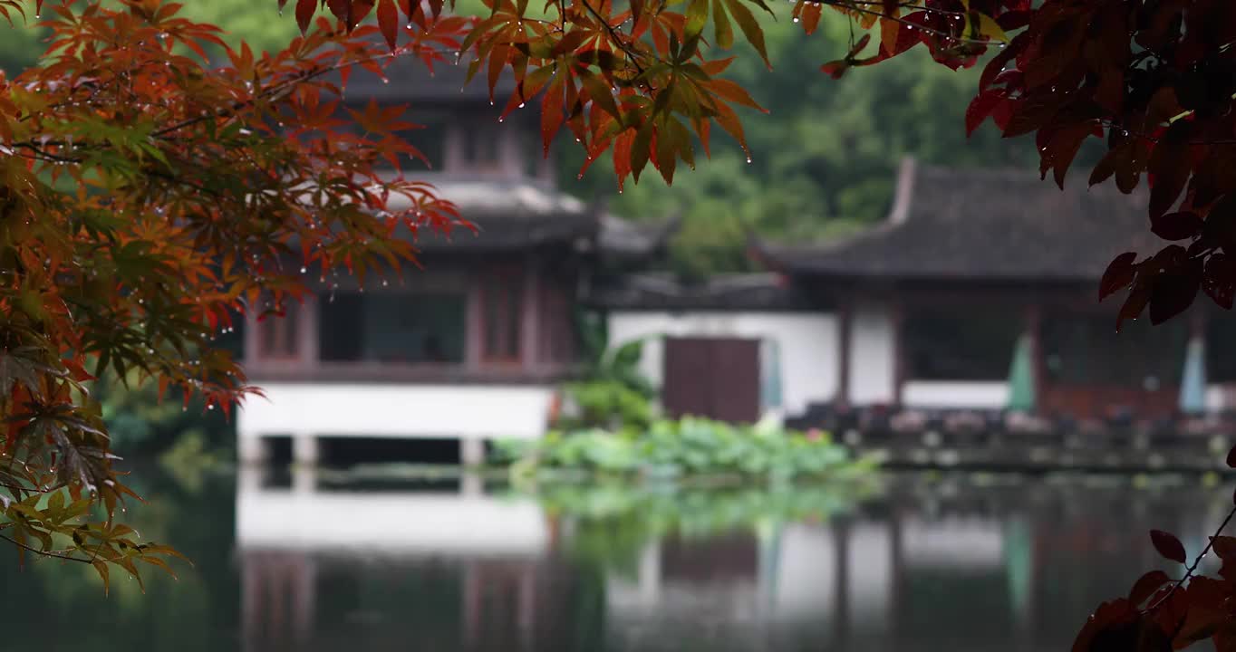 杭州西湖中式园林初夏细雨荷叶视频下载