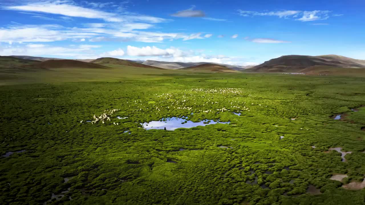 西藏阿里草原和羊群视频下载