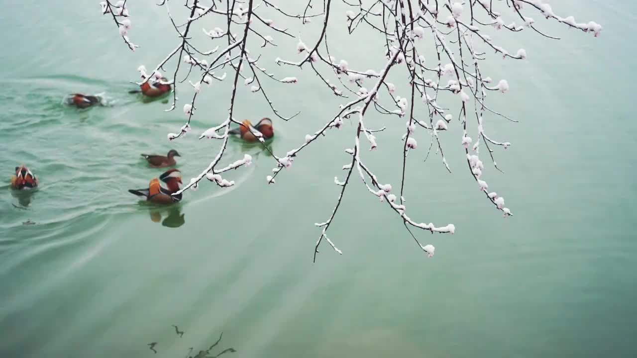 北京颐和园雪后水中的鸳鸯视频下载