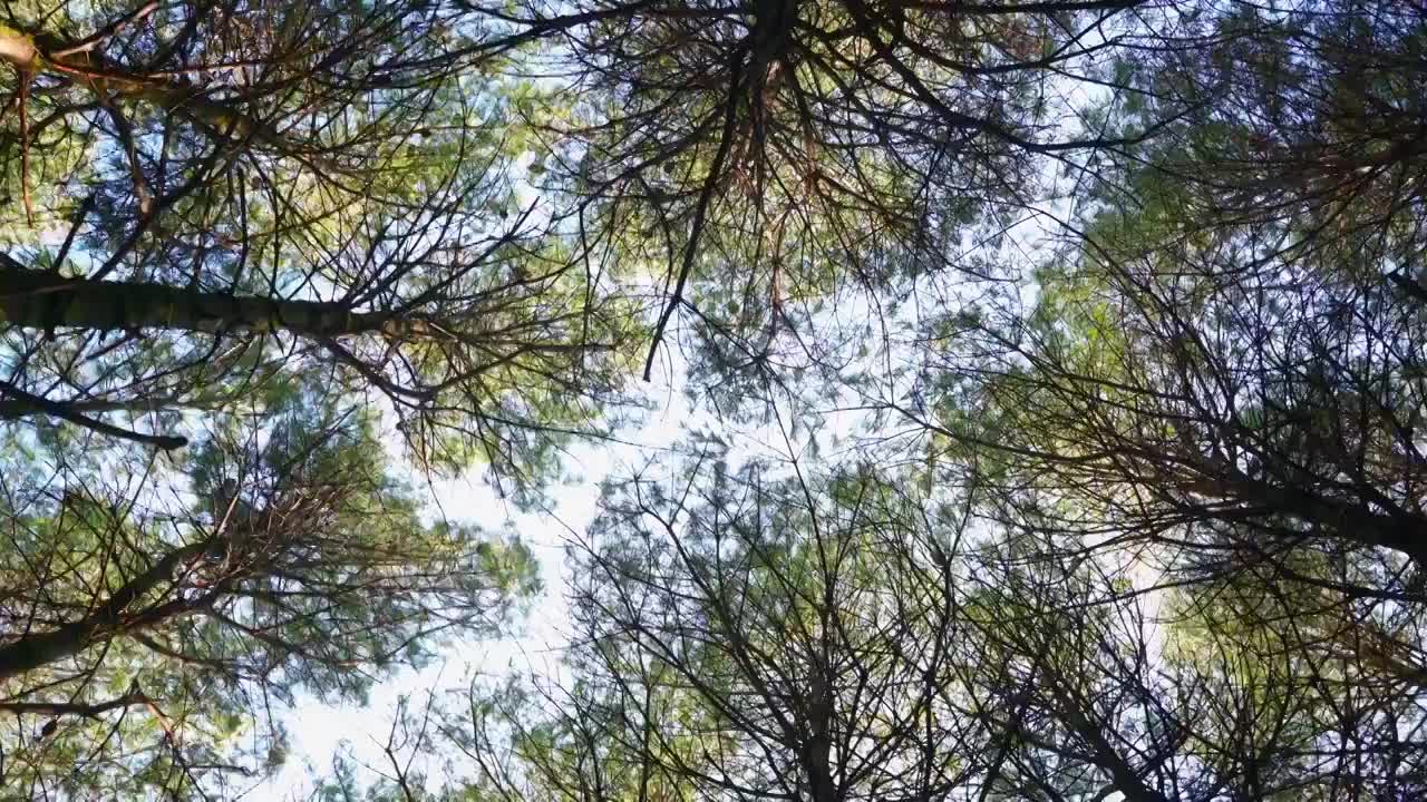 仰拍森林树木视频素材