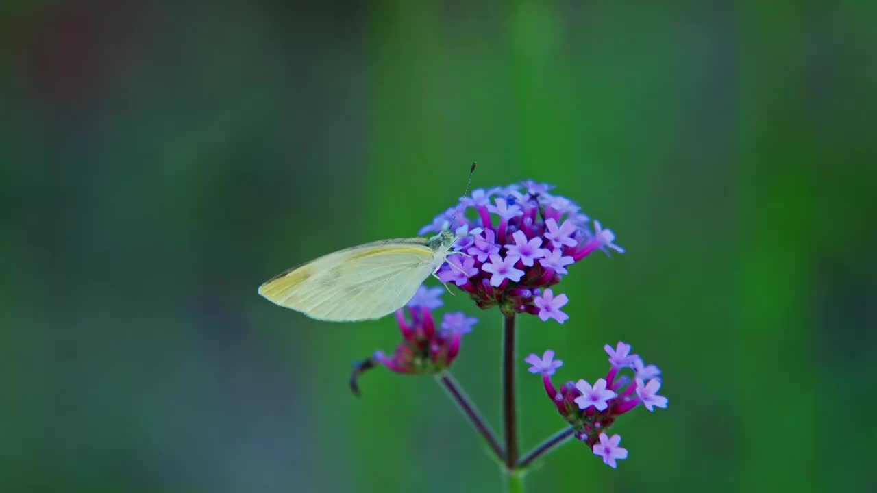 蝴蝶停留在花朵上采蜜视频下载