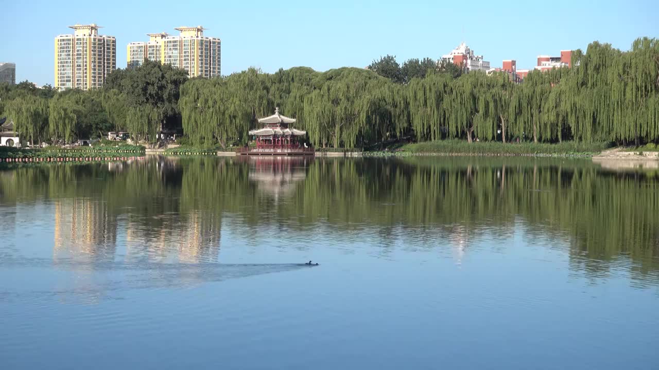 清晨的北京陶然亭公园夏日小景视频下载