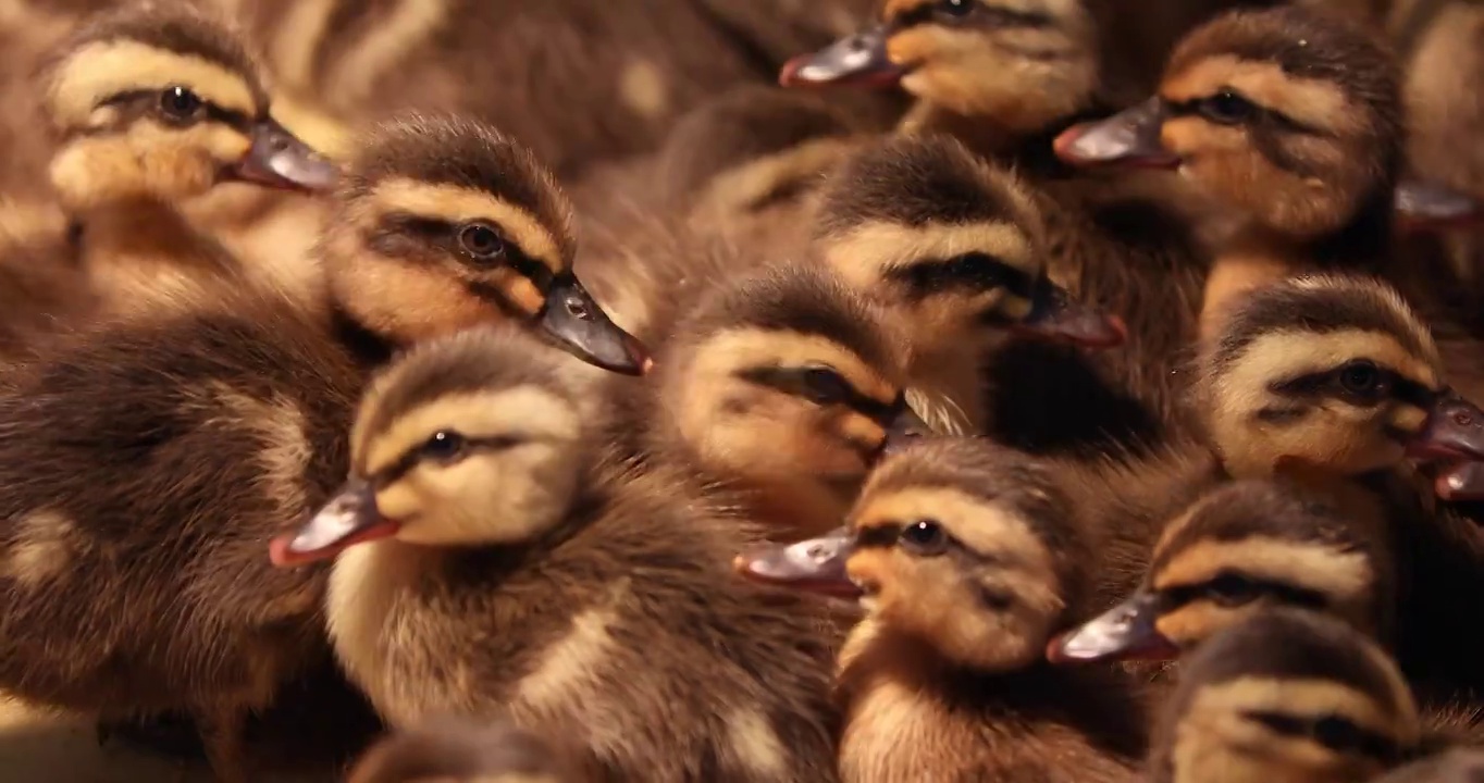 一窝农家孵化的雏野鸭空镜视频下载