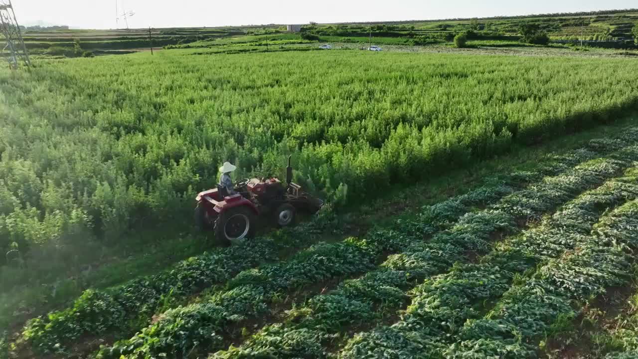 新农村现代农业艾草收割视频下载