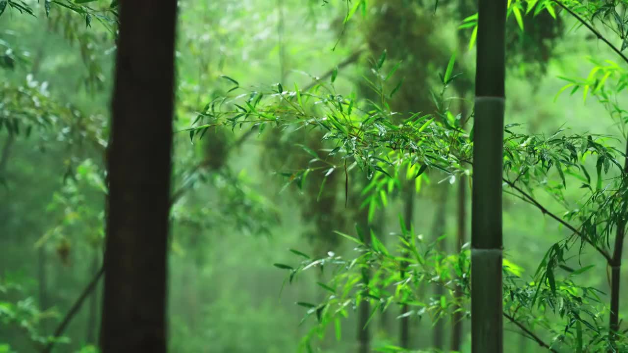 竹林竹叶禅意下雨天唯美空镜视频素材