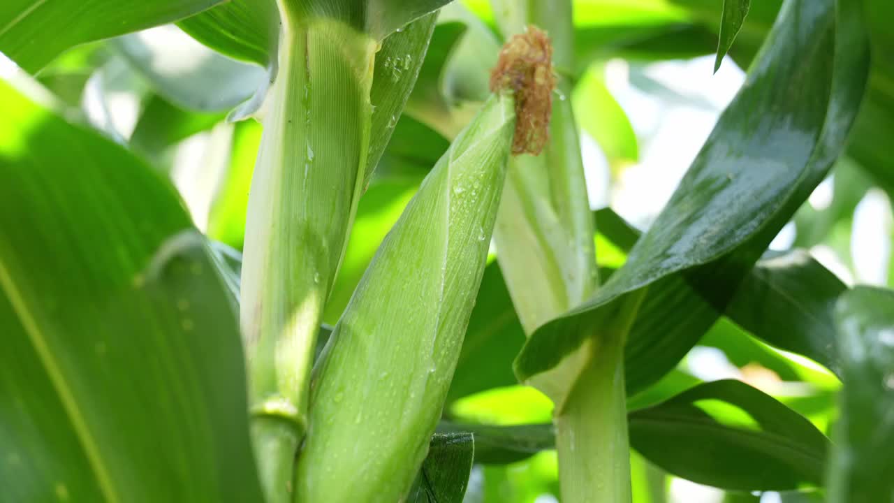 玉米农业丰收粮食雨滴水滴下雨农田收获丰收视频下载
