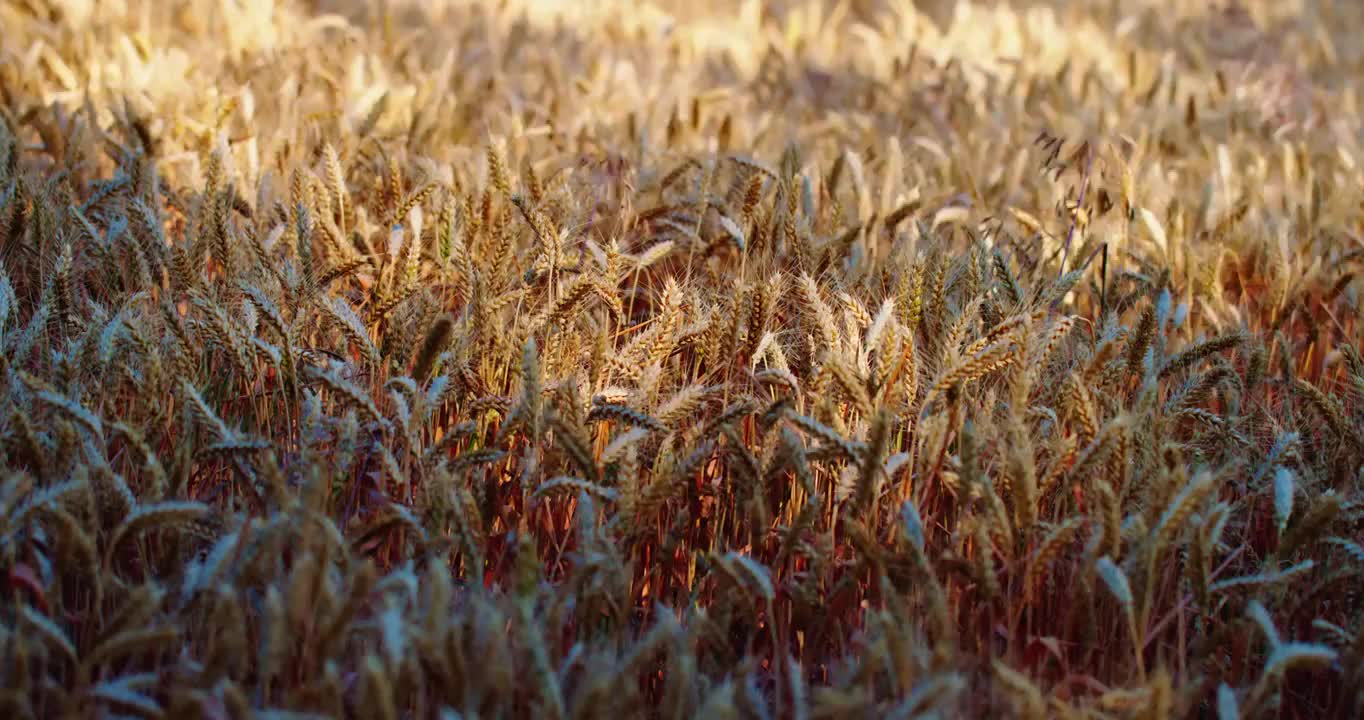 8K金色的麦田地麦子成熟颗粒饱满视频下载