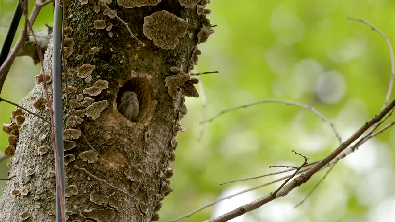 小星头啄木鸟从树洞里探出脑袋等候亲鸟归来喂食视频下载
