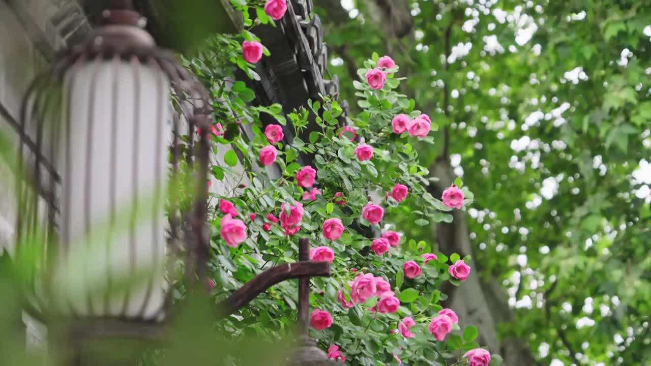 春天南京老门东小巷中蔷薇花开视频下载