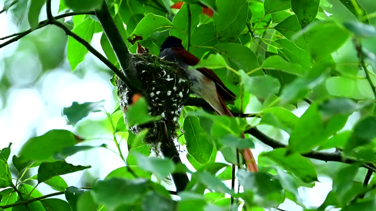 绶带鸟守护幼鸟视频素材