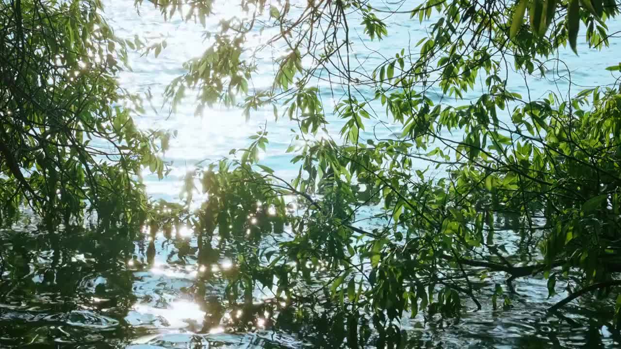 水边阳光下的柳叶视频素材