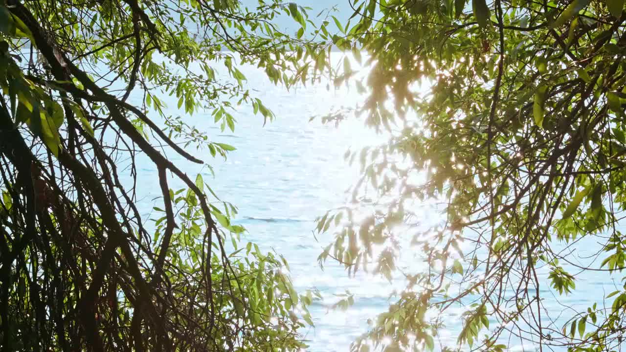 水边阳光下的柳叶视频素材