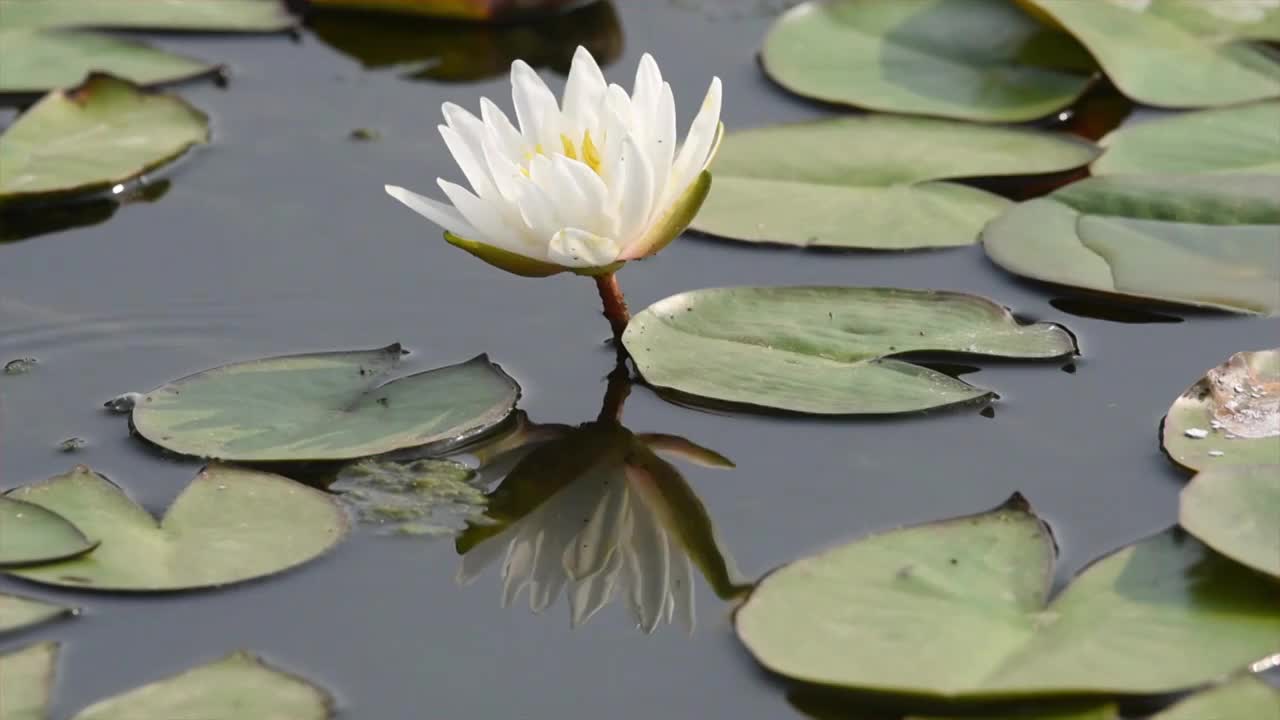 池塘中一朵白色的睡莲实时视频视频素材