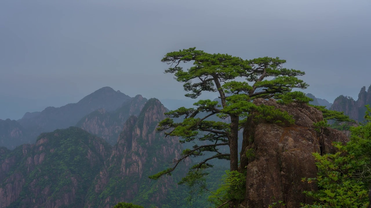 安徽省黄山市黄山风景区一个松树延时视频下载
