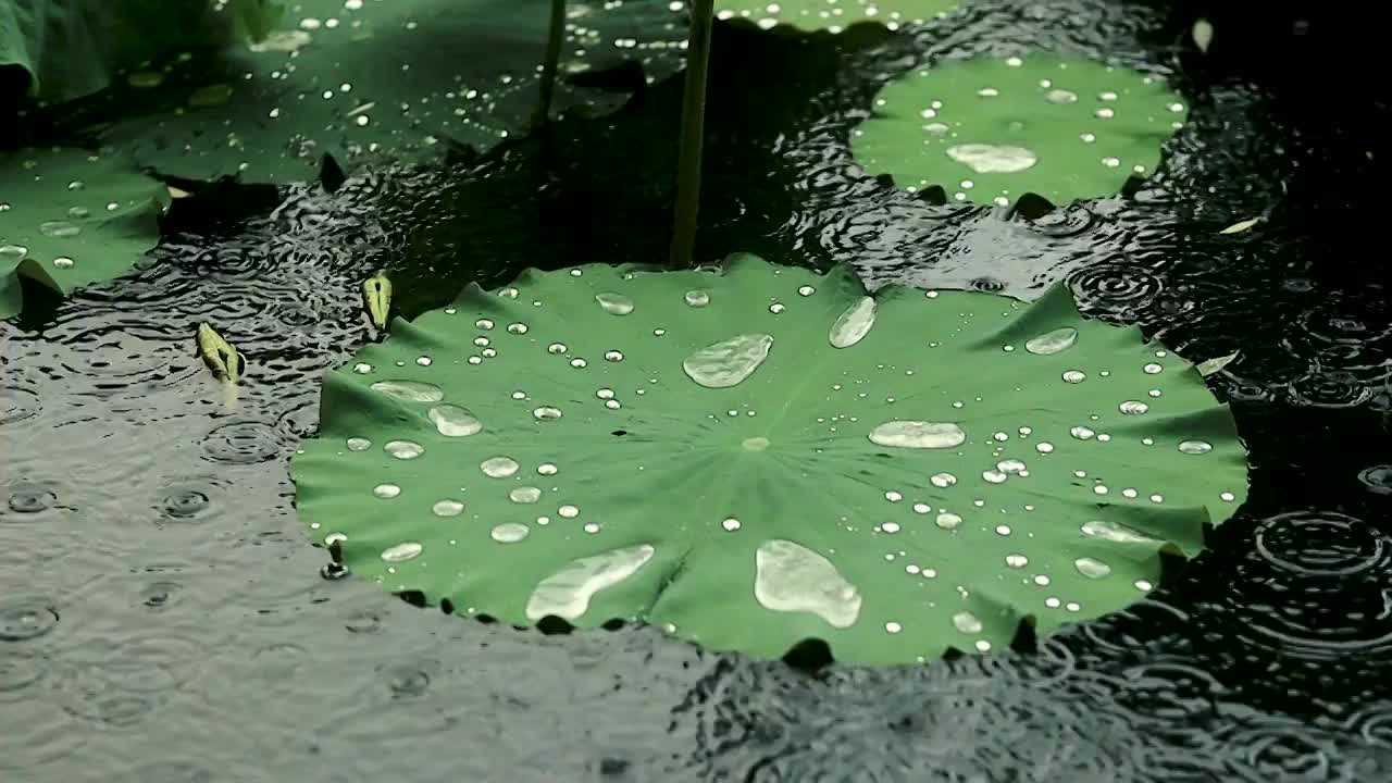 下雨天雨水滴落在水面和荷叶上视频素材