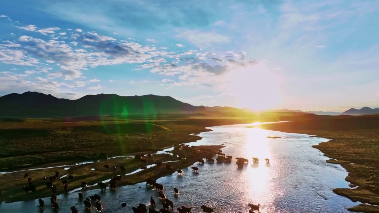西藏丁青 布托湖 清晨 牦牛过河视频下载