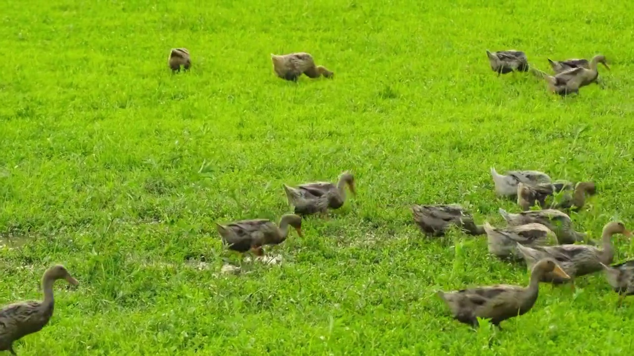 4K拍摄农场草地上觅食的鸭子视频下载