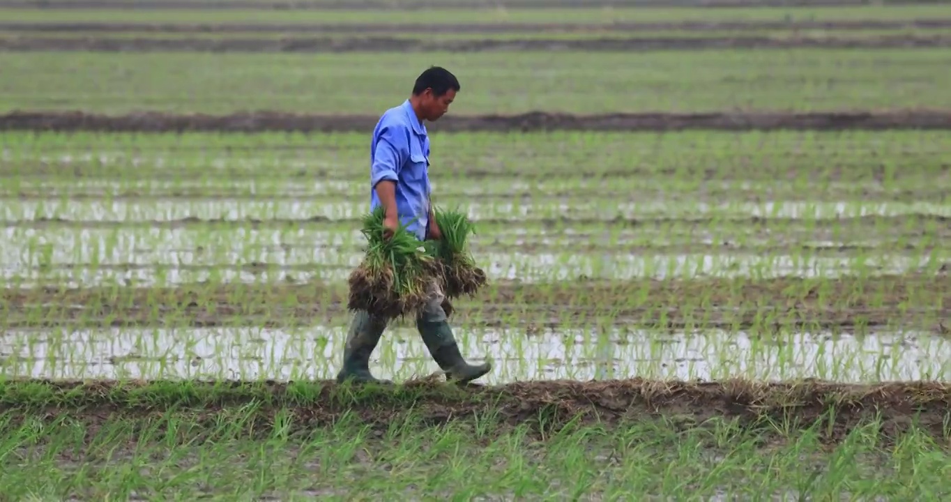 水稻人工种植视频下载
